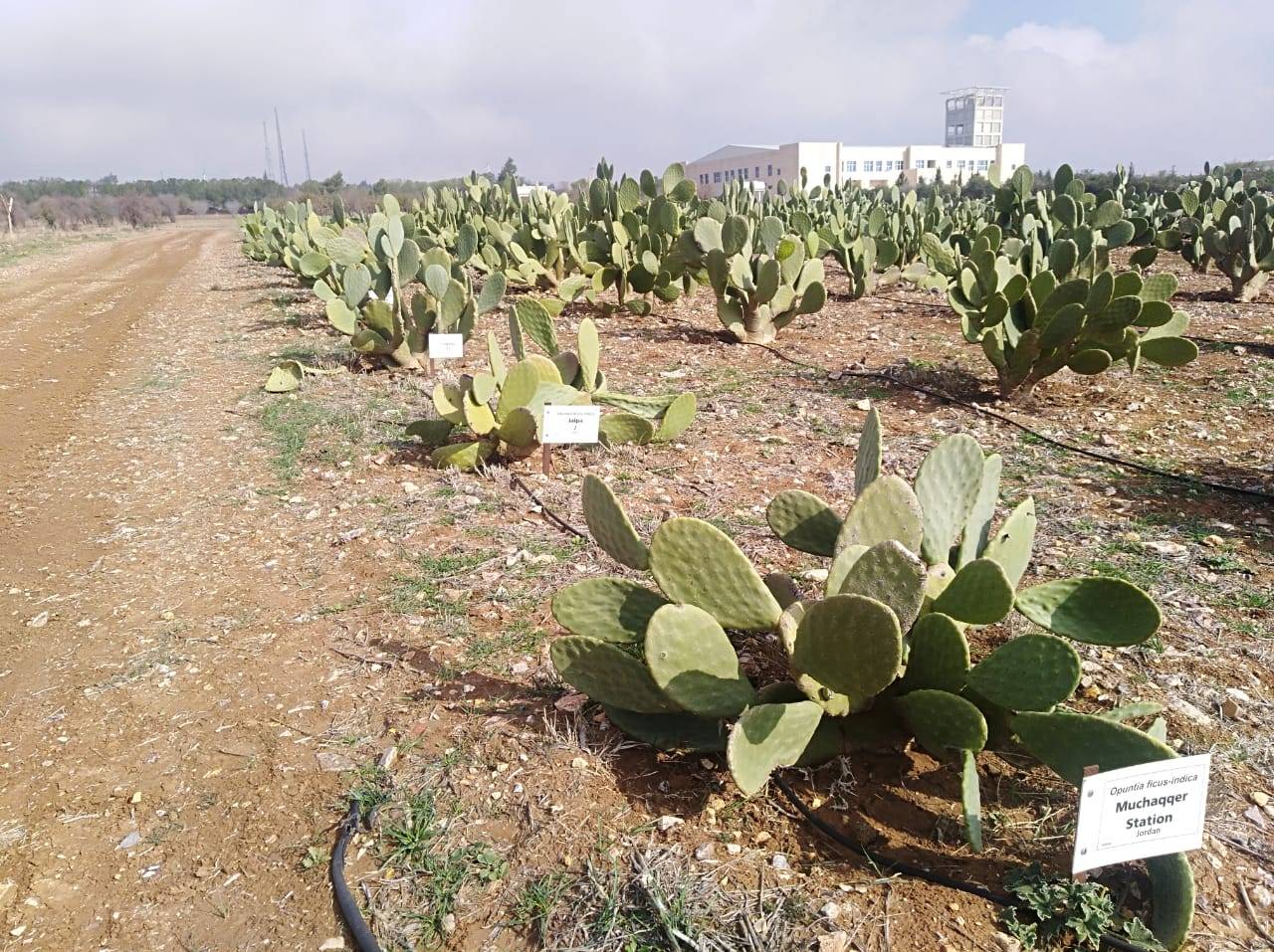 الوطني للبحوث الزراعية ينشر أصنافاً محسنةً من نبات الصبار
