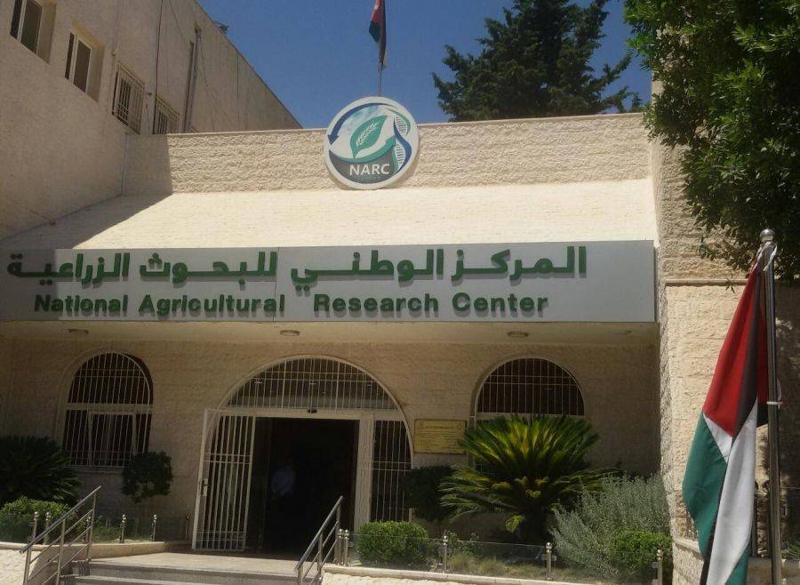 حداد :خلو زيتون الأردن من البكتيريا المسببة لمرض التدهور السريع