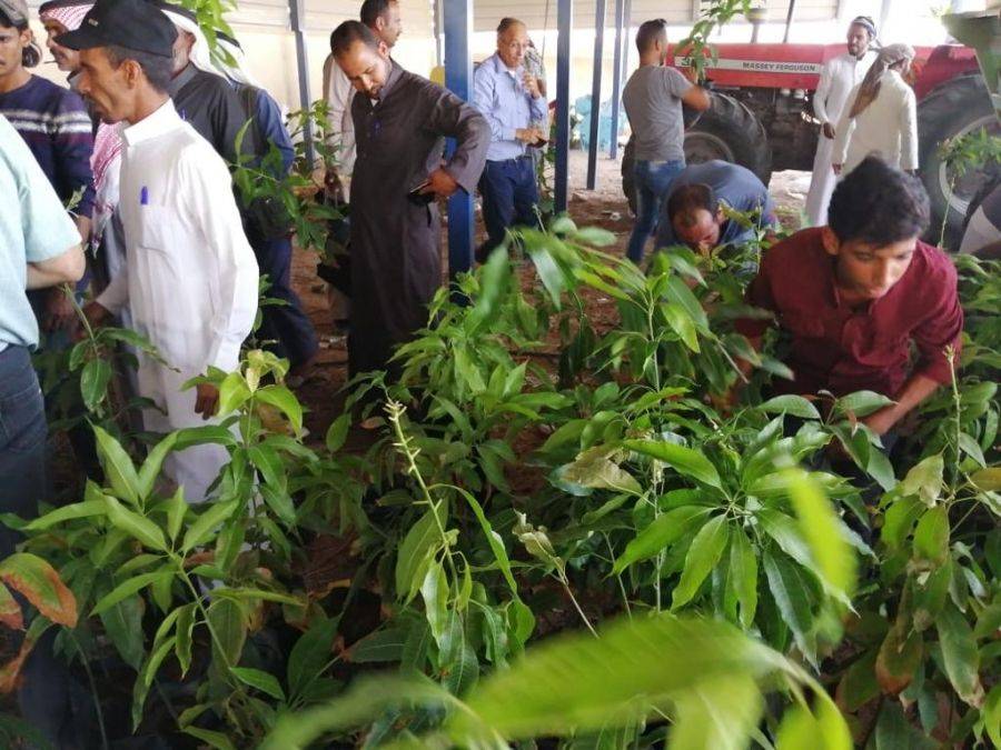 البحوث الزراعية: نسعى لزيادة  مساحات الزراعات الاستوائية في وادي عربة