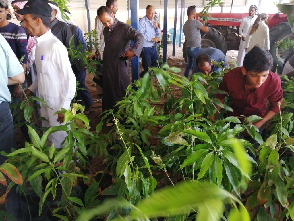 البحوث الزراعية: نسعى لزيادة  مساحات الزراعات الاستوائية في وادي عربة