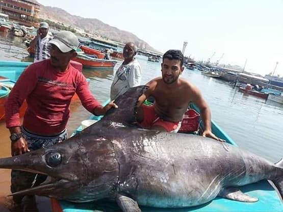 ابراهيم الطراونة يصطاد سمكة فرس غزيز  وزنها 312 كغم  اليوم.