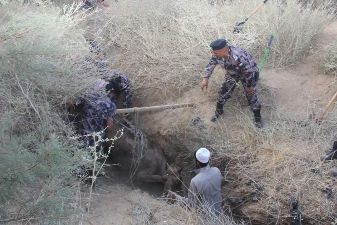 الدفاع المدني ينقذ جمل سقط داخل حفرة في الحسا