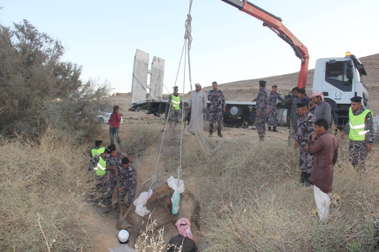 الدفاع المدني ينقذ جمل سقط داخل حفرة في الحسا