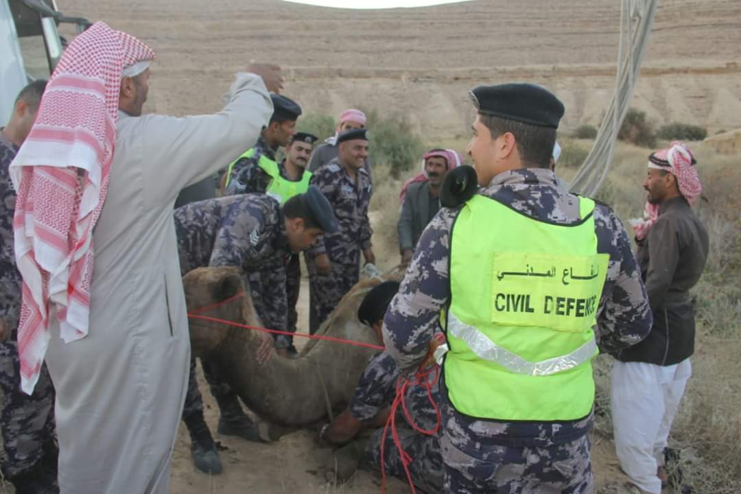 الدفاع المدني ينقذ جمل سقط داخل حفرة في الحسا