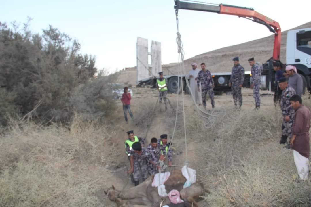 الدفاع المدني ينقذ جمل سقط داخل حفرة في الحسا