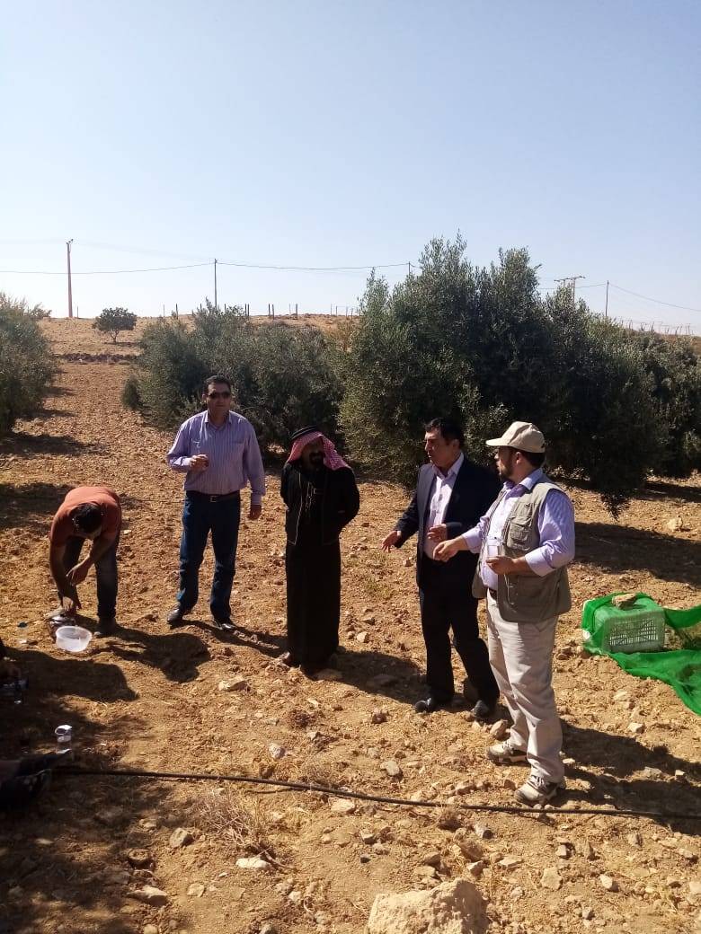 الوطني البحوث الزراعية' ينظم ورشة عمل حول إدارة بساتين الزيتون وطرق القطاف