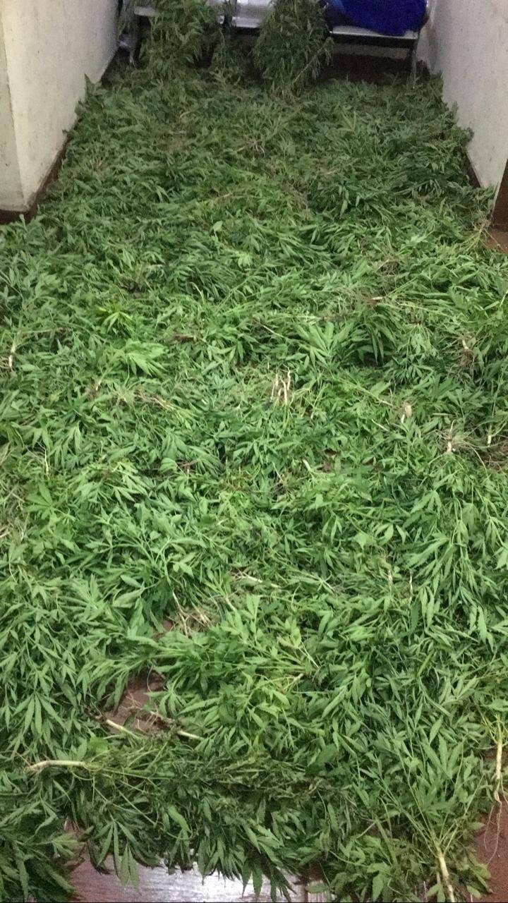 إلقاء القبض على شخص استخدم إحدى المزارع لزراعة الماريجوانا المخدرة 