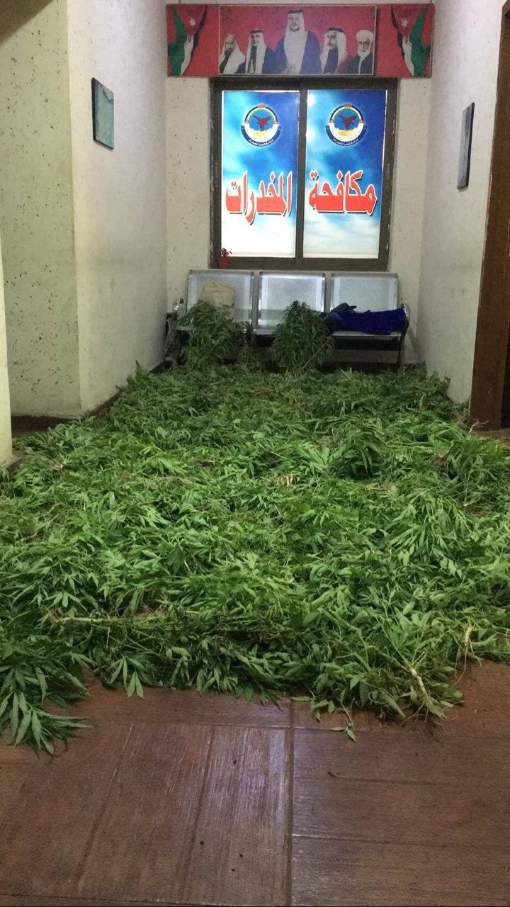 إلقاء القبض على شخص استخدم إحدى المزارع لزراعة الماريجوانا المخدرة 