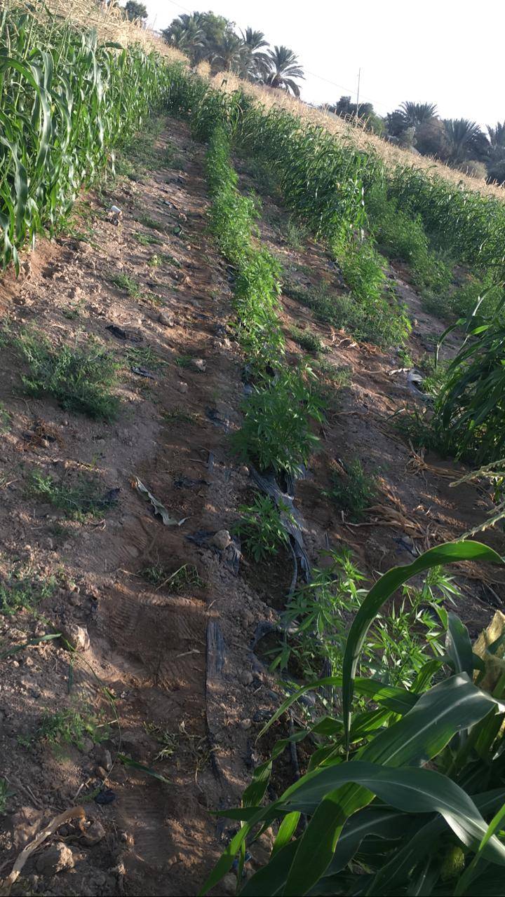 إلقاء القبض على شخص استخدم إحدى المزارع لزراعة الماريجوانا المخدرة 