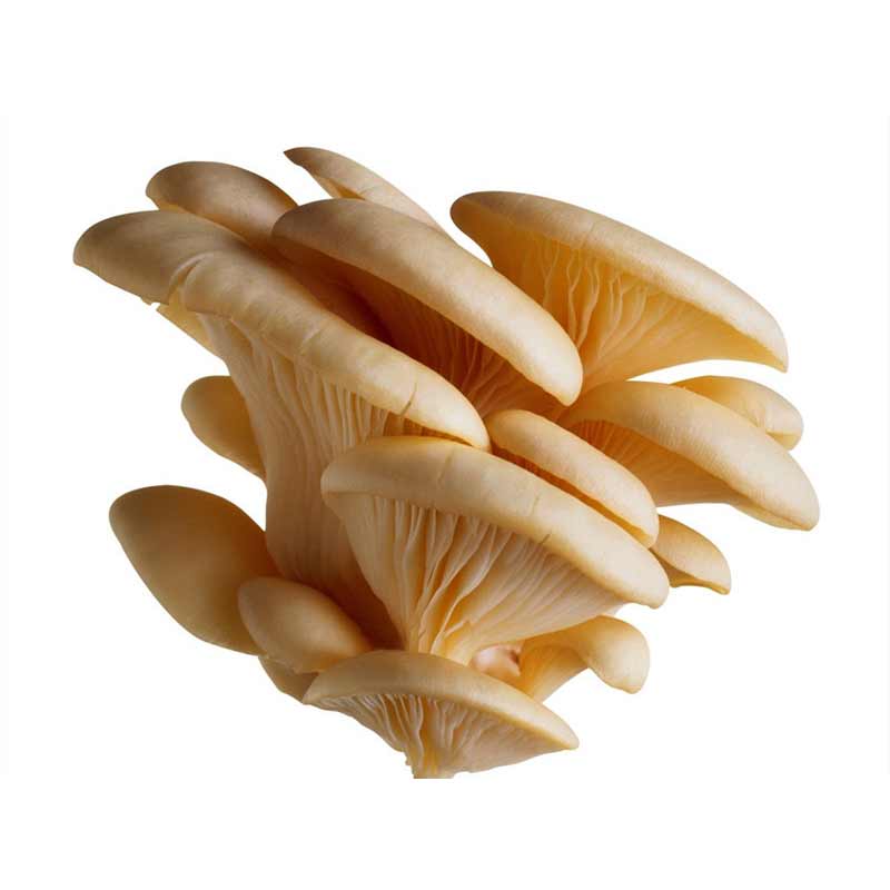 زراعة الكرك تعقد ورشة تدريبية حول زراعة الفطر المحار