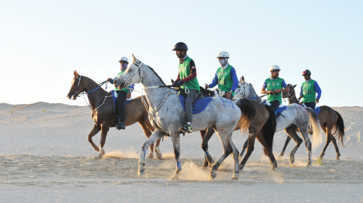 في بداية الموسم الجديد  ..  سباقات بوذيب التأهيلية لركوب القدرة والتحمل تنطلق غداً