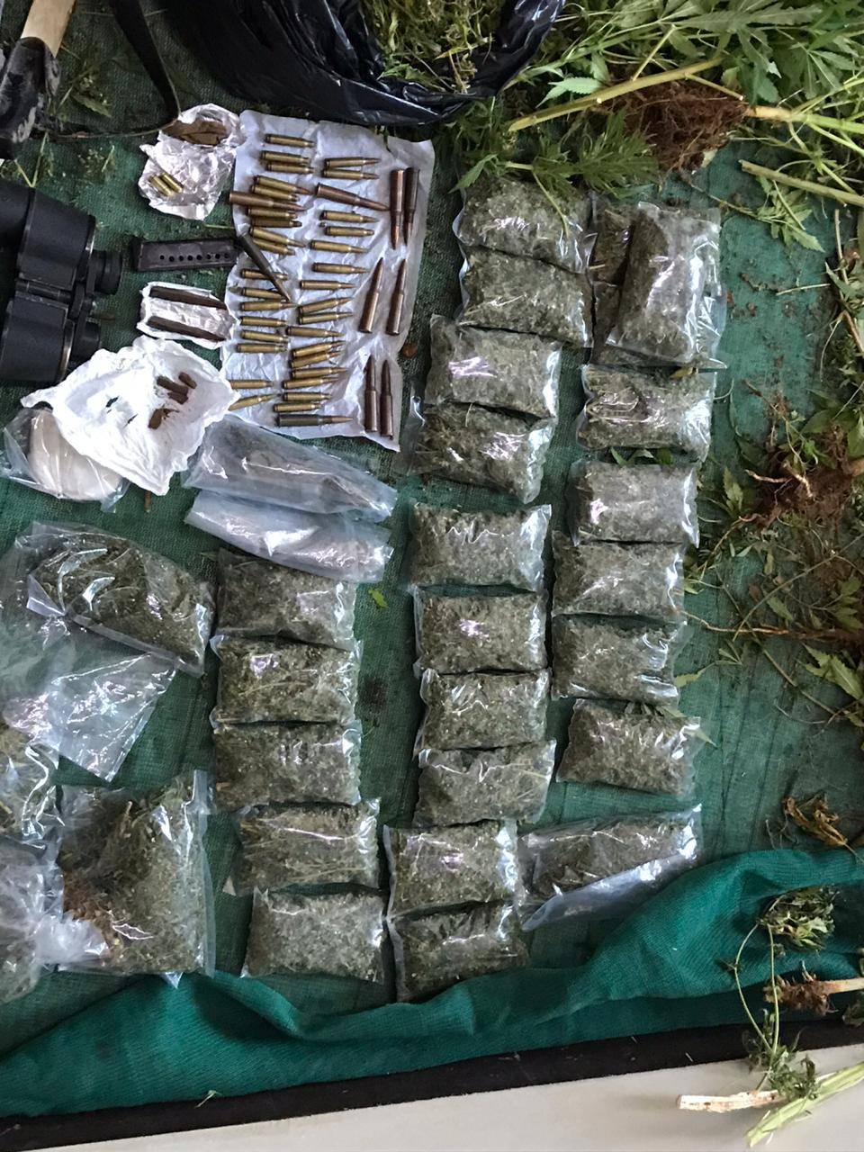 مكافحة المخدرات تداهم منزل شخص من ذوي الاسبقيات الجرمية استخدمه لزراعة اشتال المارجوانا المخدرة في محافظة البلقاء 