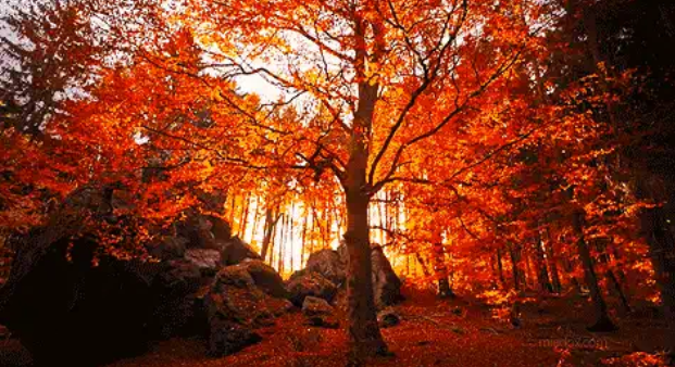 النشرة الجوية : ارتفاع على درجات الحرارة وأجواء خريفية