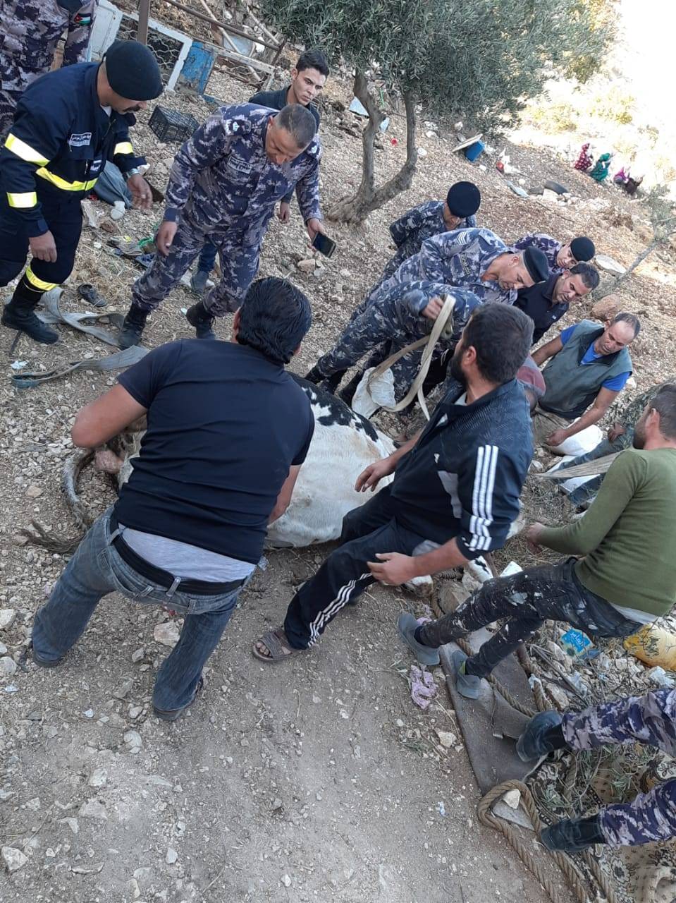 إنقاذ بقرة سقطت داخل حفرة في محافظة عجلون
