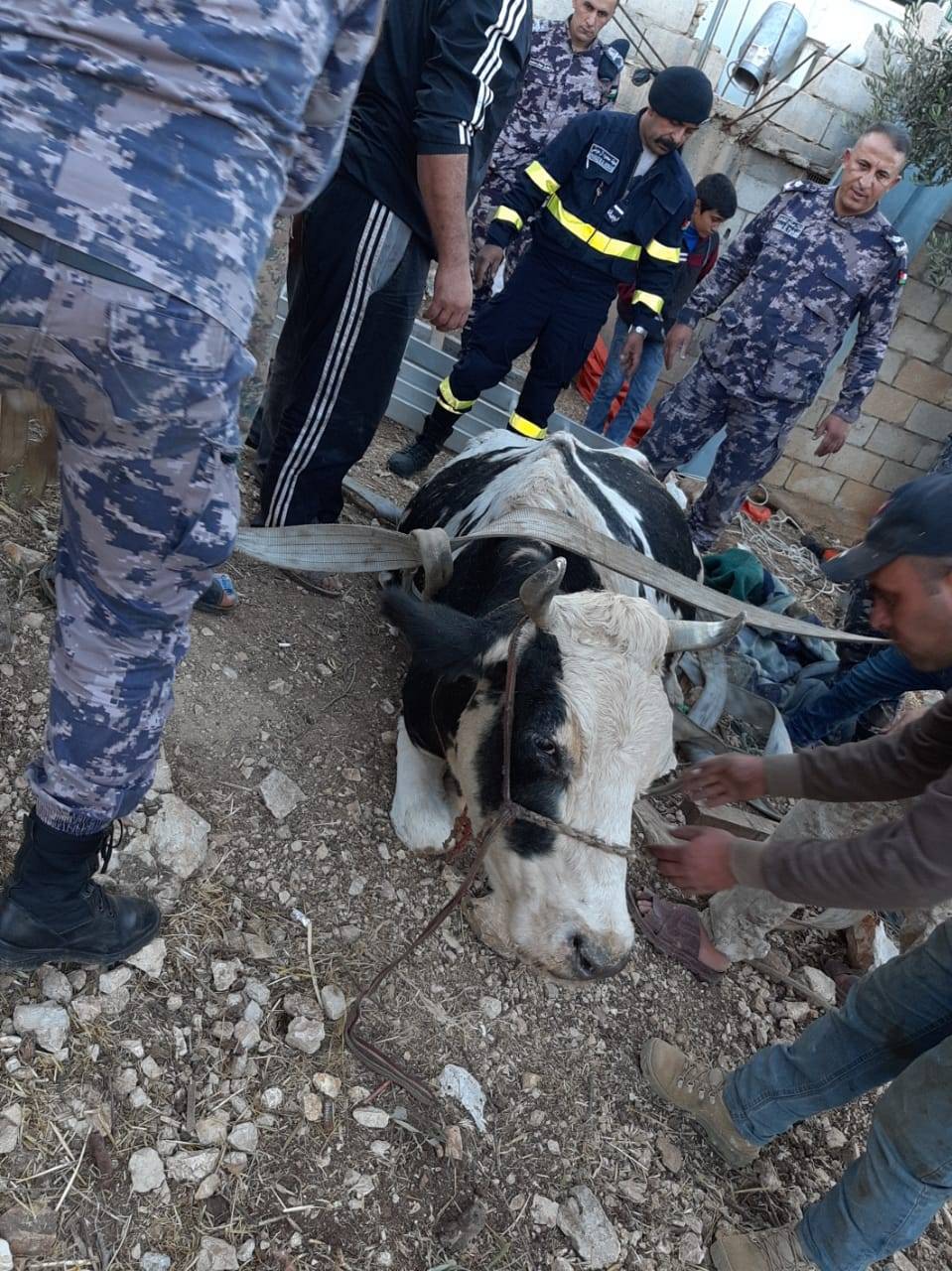 إنقاذ بقرة سقطت داخل حفرة في محافظة عجلون