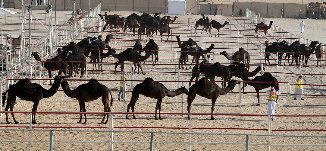 محمد بن زايد يوجه بزيادة جوائز مهرجان الظفرة بدورته ال 13