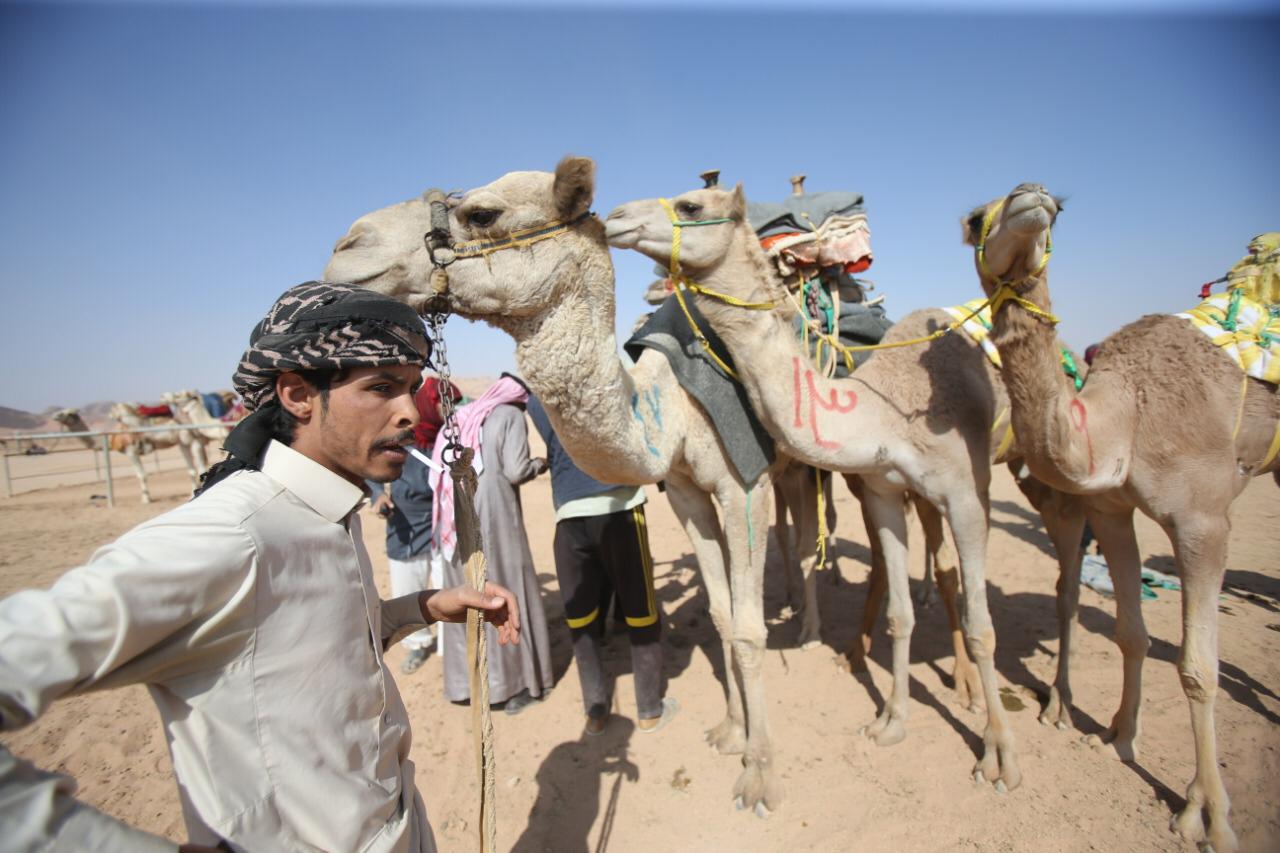 اختتام مهرجان الشيخ زايد للهجن الثاني عشر في وادي رم بالاردن 