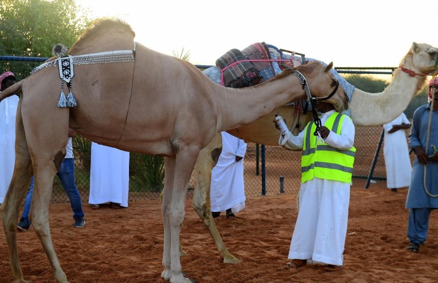 صفوة سويحان لمزاينة الإبل 2019 تنطلق الأربعاء