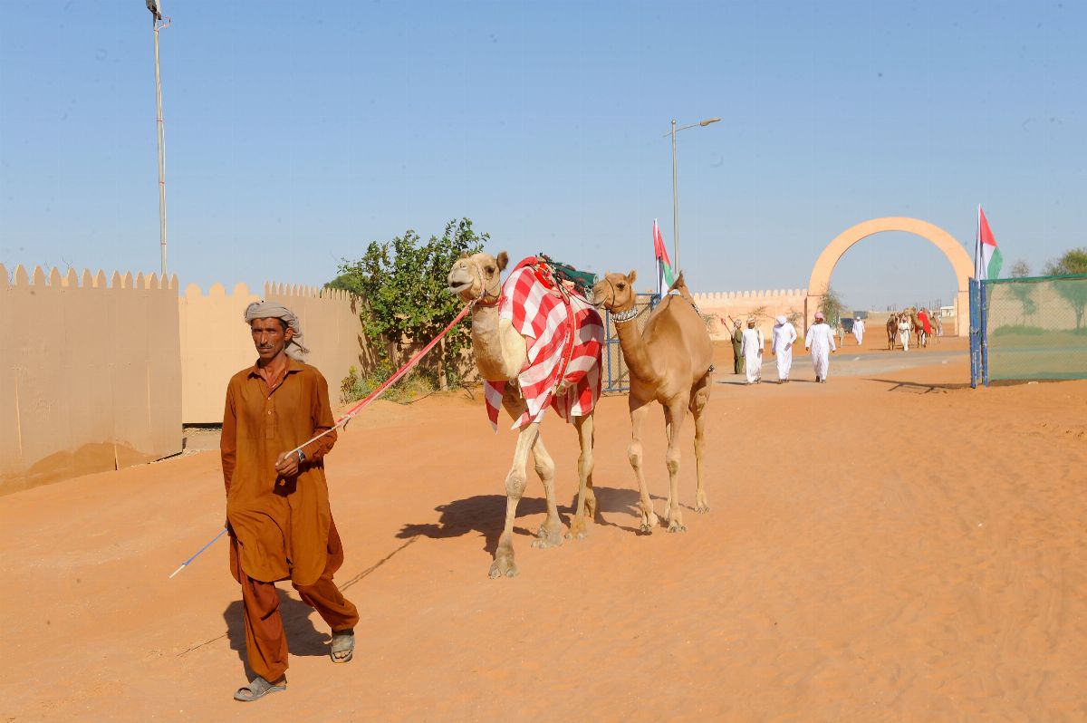 ود والظفرة وبنات مياس بن سالمين تظفر بالناموس في منافسات اشواط المفاريد