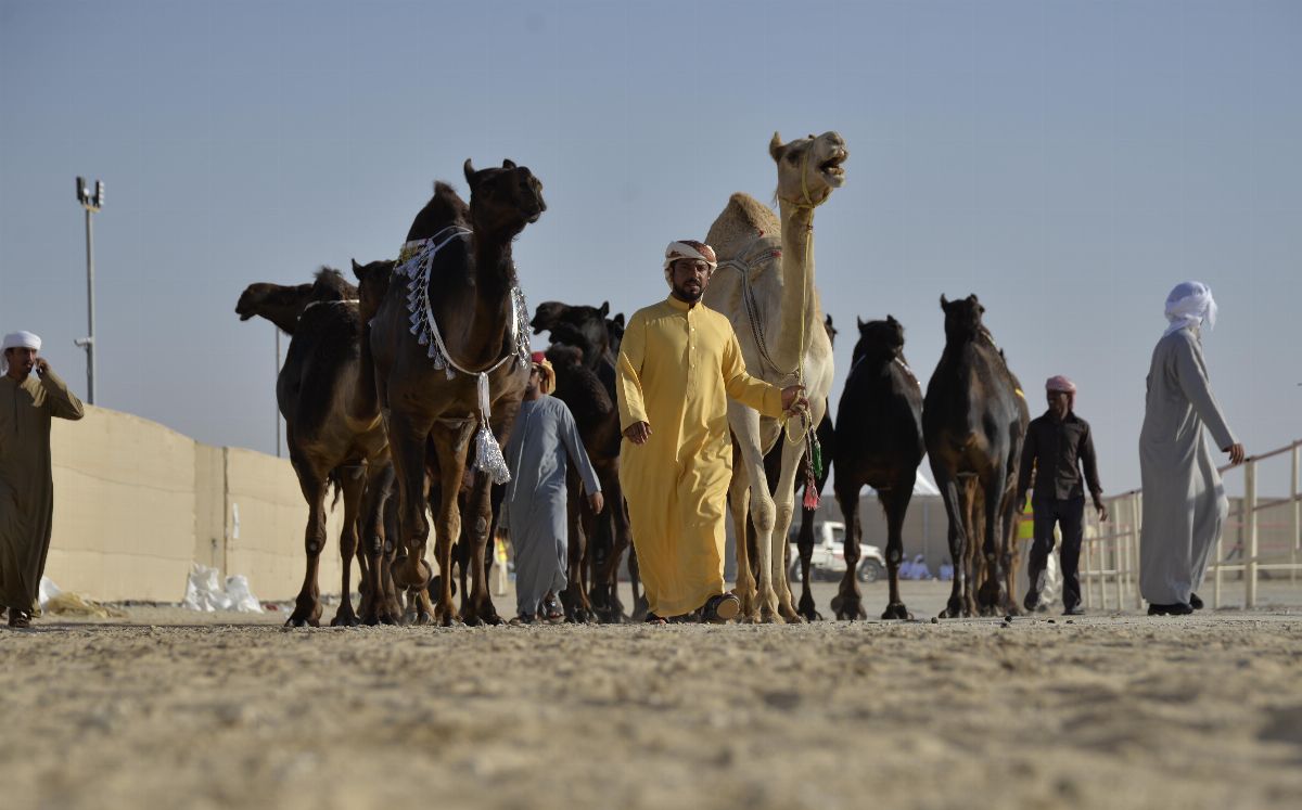 بعد توجيهاته بزيادة عدد الجوائز وقيمتها ..  مشاركون في مهرجان الظفرة يشيدون بـ محمد بن زايد