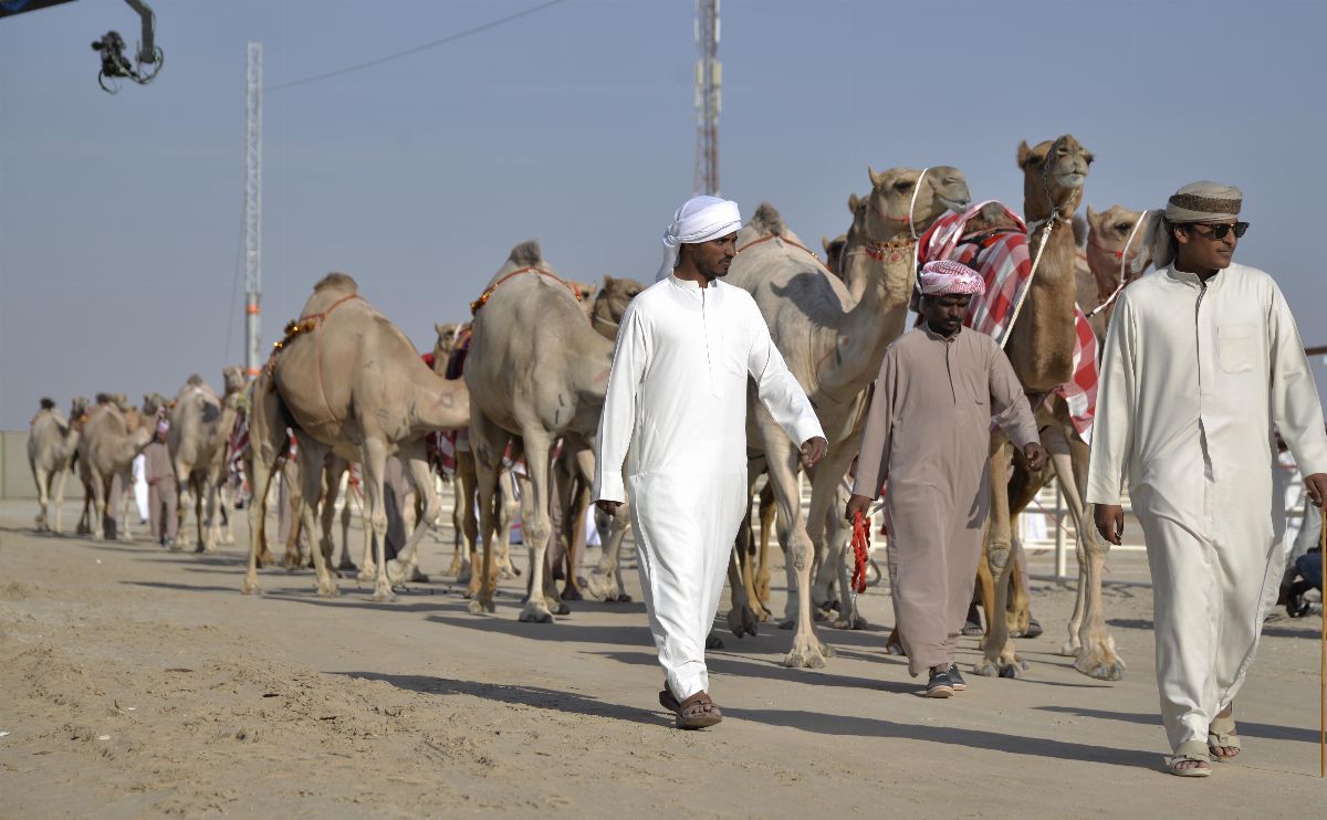 بعد توجيهاته بزيادة عدد الجوائز وقيمتها ..  مشاركون في مهرجان الظفرة يشيدون بـ محمد بن زايد