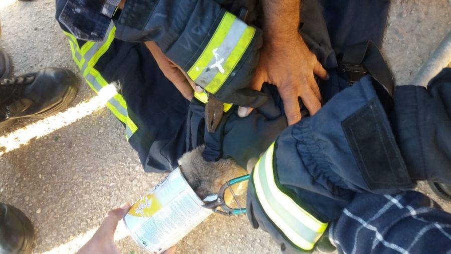 الدفاع المدني ينقذ قطة في العاصمة