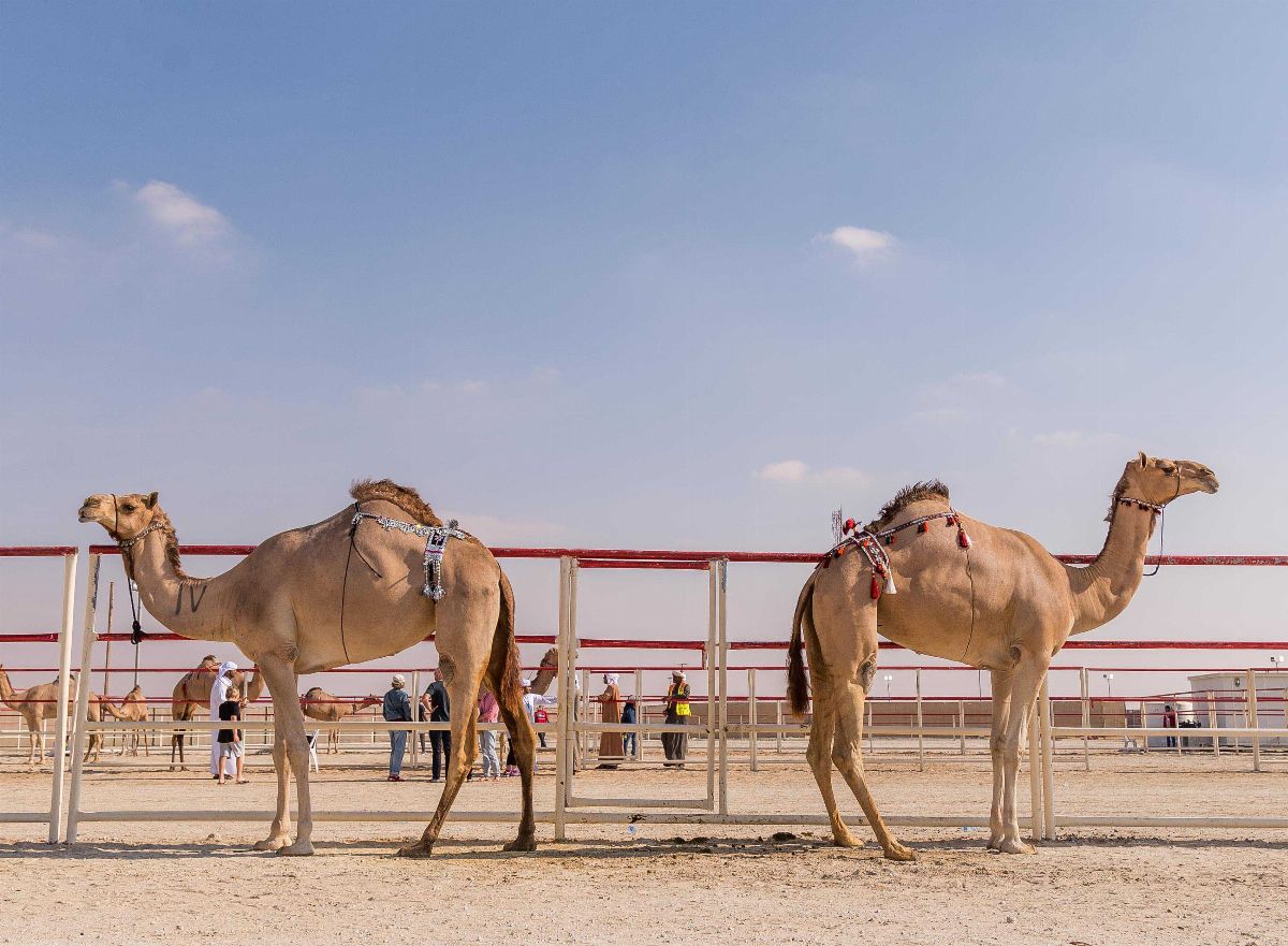 مهرجان الظفرة ينطلق غداً بمشاركة خليجية ومحلية واسعة