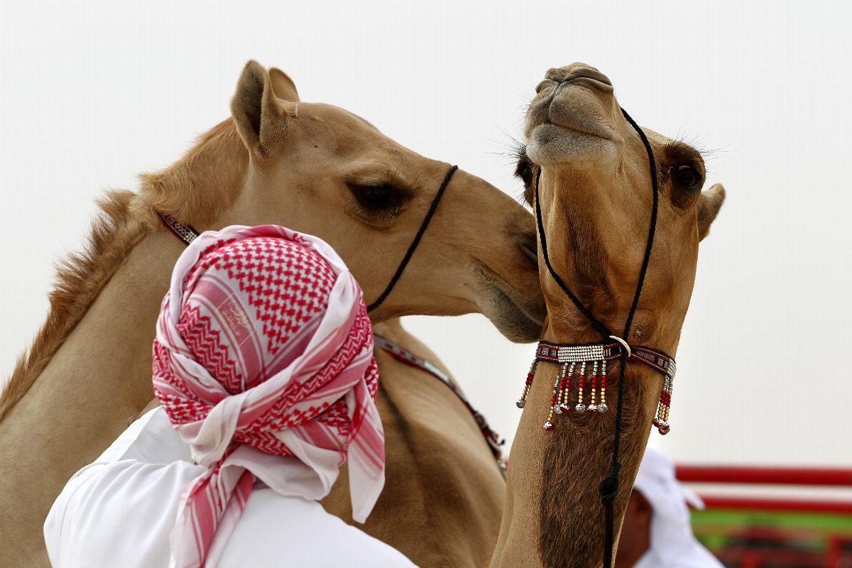 مهرجان الظفرة 2019 يجدد التقاليد التراثية ويرسخ الهوية الإماراتية