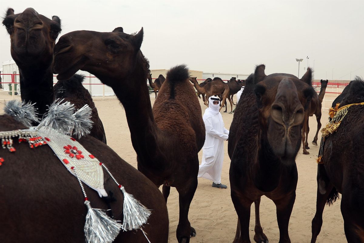 مهرجان الظفرة 2019 يجدد التقاليد التراثية ويرسخ الهوية الإماراتية