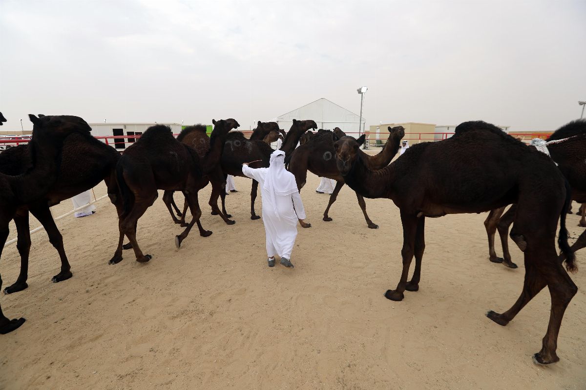 مهرجان الظفرة 2019 يجدد التقاليد التراثية ويرسخ الهوية الإماراتية