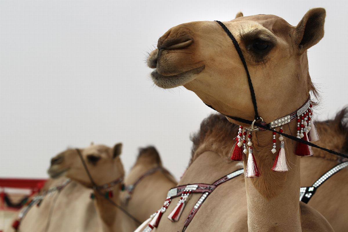 مهرجان الظفرة 2019 يجدد التقاليد التراثية ويرسخ الهوية الإماراتية