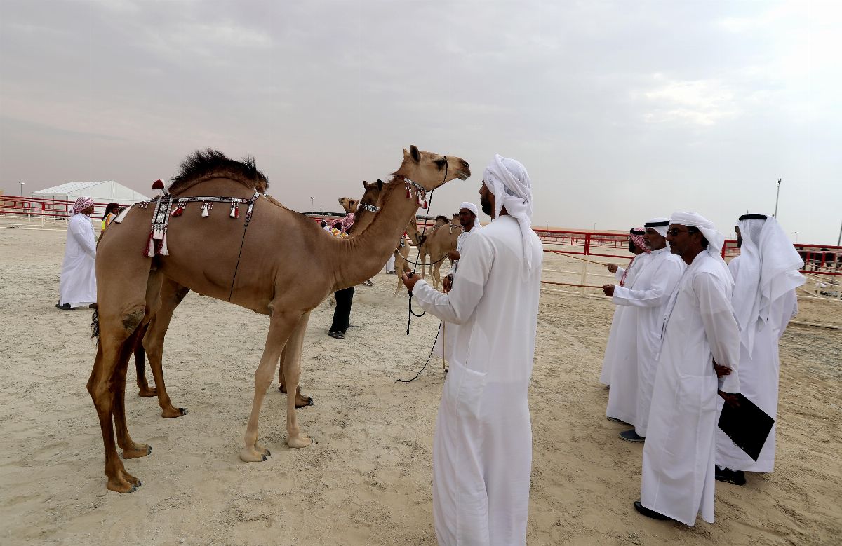 مهرجان الظفرة 2019 يجدد التقاليد التراثية ويرسخ الهوية الإماراتية