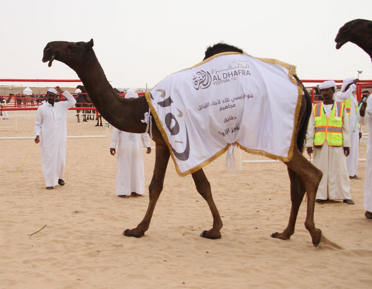 مهرجان الظفرة 2019 فعاليات تراثية متنوعة من بوابة الربع الخالي مدينة زايد