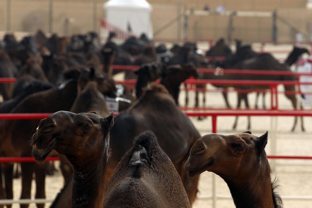 مهرجان الظفرة 2019 فعاليات تراثية متنوعة من بوابة الربع الخالي مدينة زايد