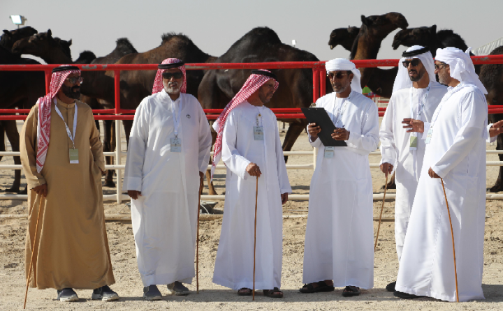 مهرجان الظفرة 2019 يتوج الفائزين في شوط أصحاب السمو الشيوخ مفاريد حقايق للمجاهيم