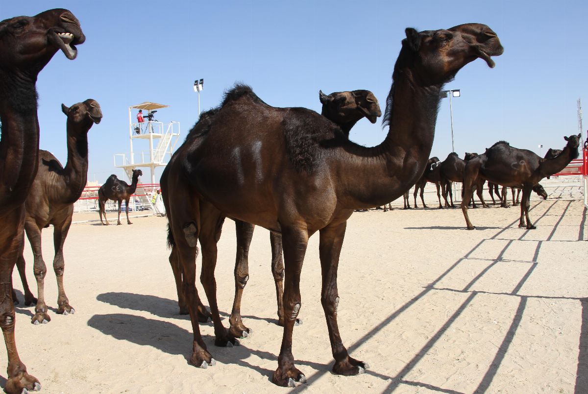 مهرجان الظفرة 2019 يتوج الفائزين في شوط أصحاب السمو الشيوخ مفاريد حقايق للمجاهيم