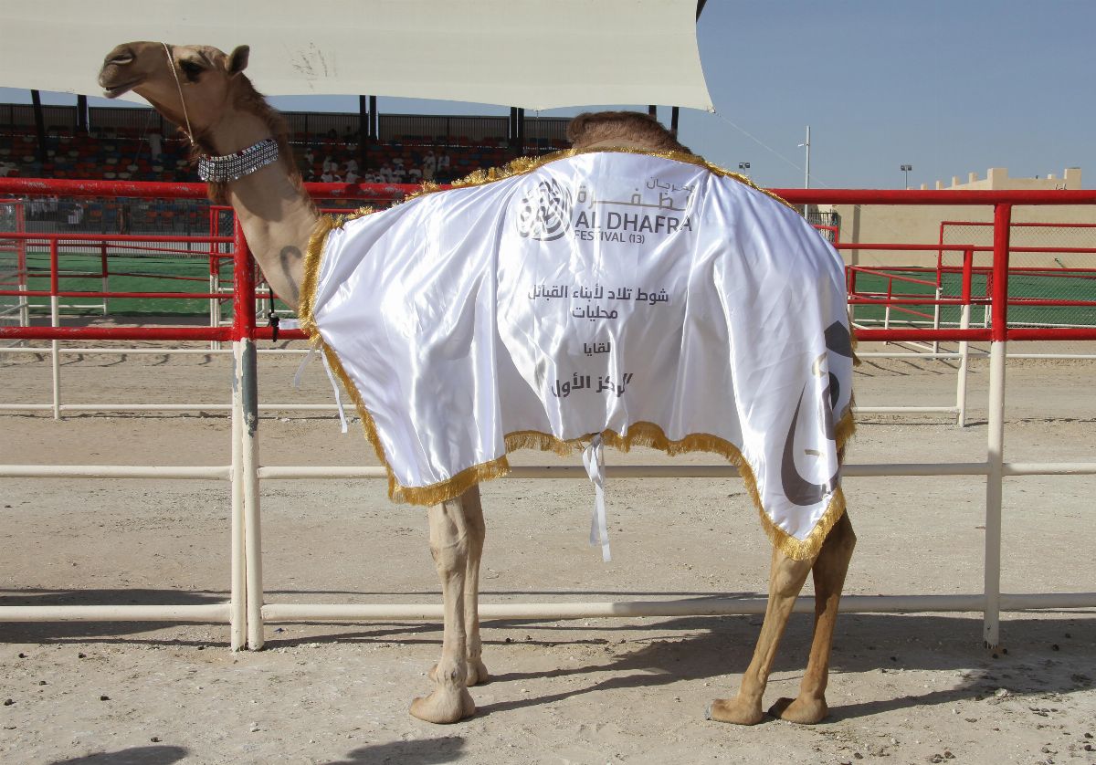 مهرجان الظفرة 2019 يتوج الفائزين في شوط أصحاب السمو الشيوخ مفاريد حقايق للمجاهيم