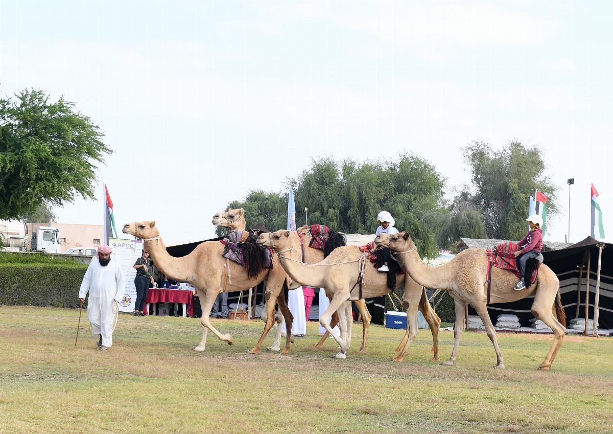 ملتقى السمالية الربيعي ينطلق غداً في جزيرة السمالية