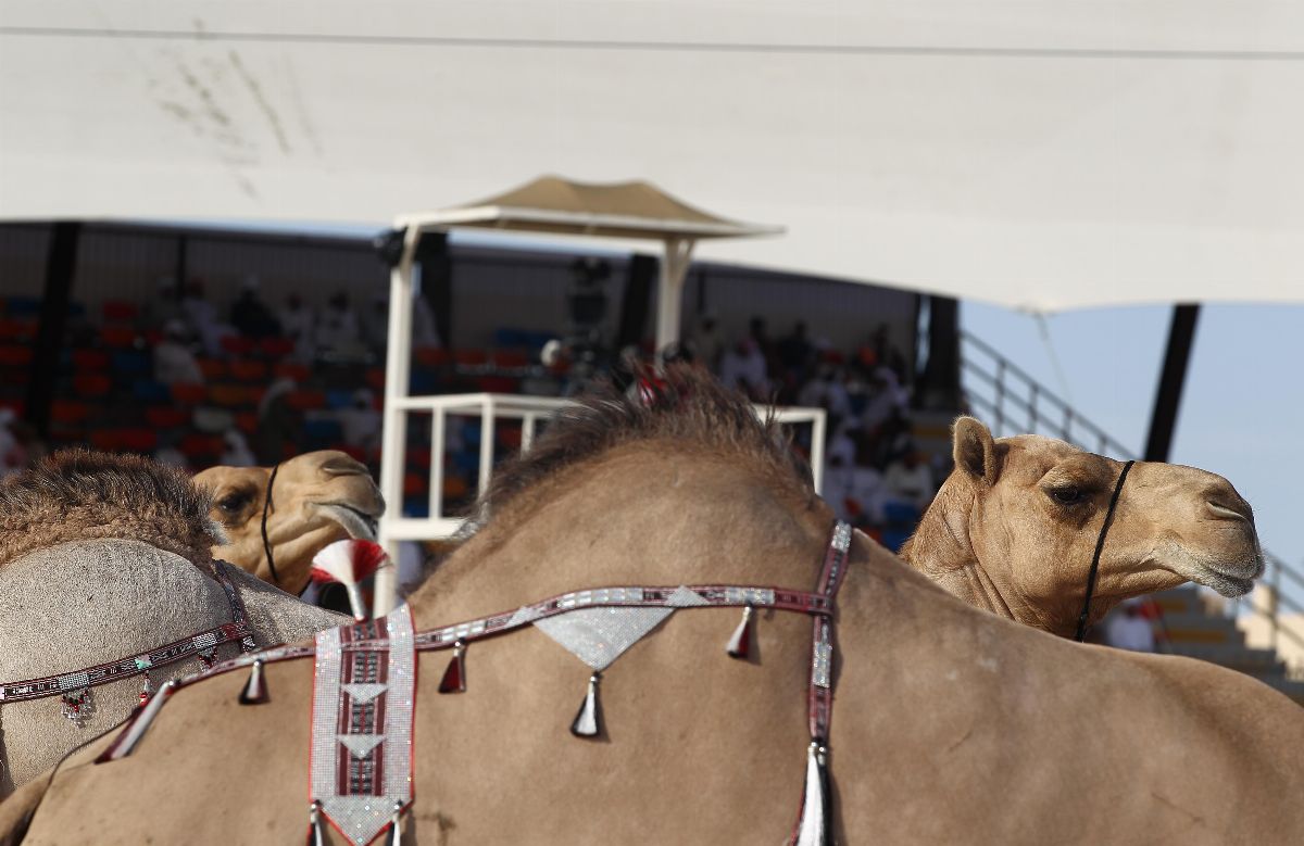 مهرجان الظفرة 2019 يستمر في تقديم فعالياته الشيقة حتى 25 الجاري