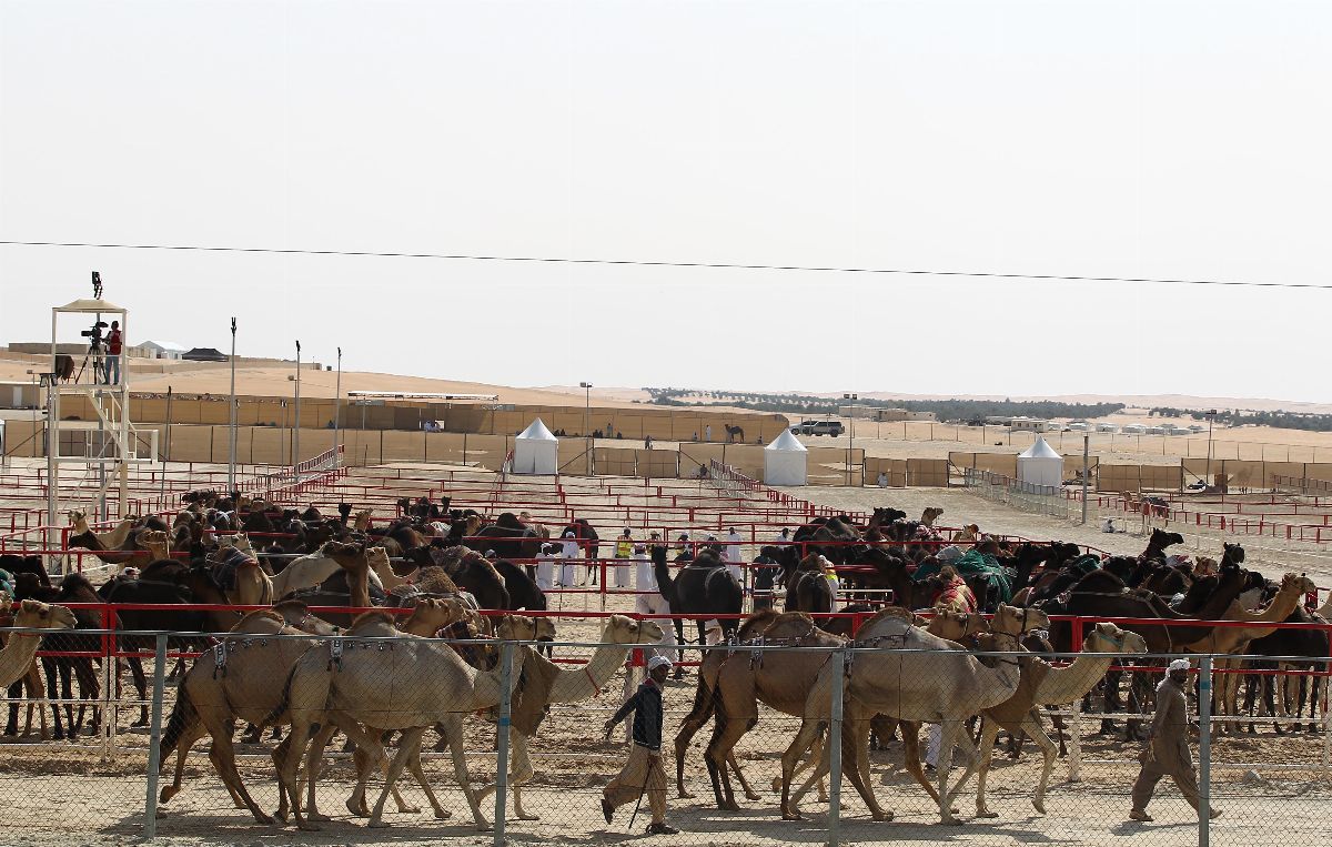 مهرجان الظفرة 2019 بدورته الـ 13 يسلط الضوء على الموروث الثقافي الإماراتي