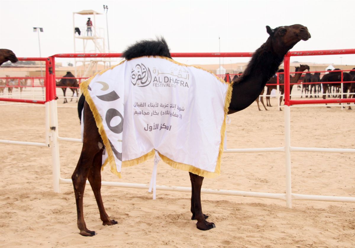 مهرجان الظفرة 2019 بدورته الـ 13 يسلط الضوء على الموروث الثقافي الإماراتي