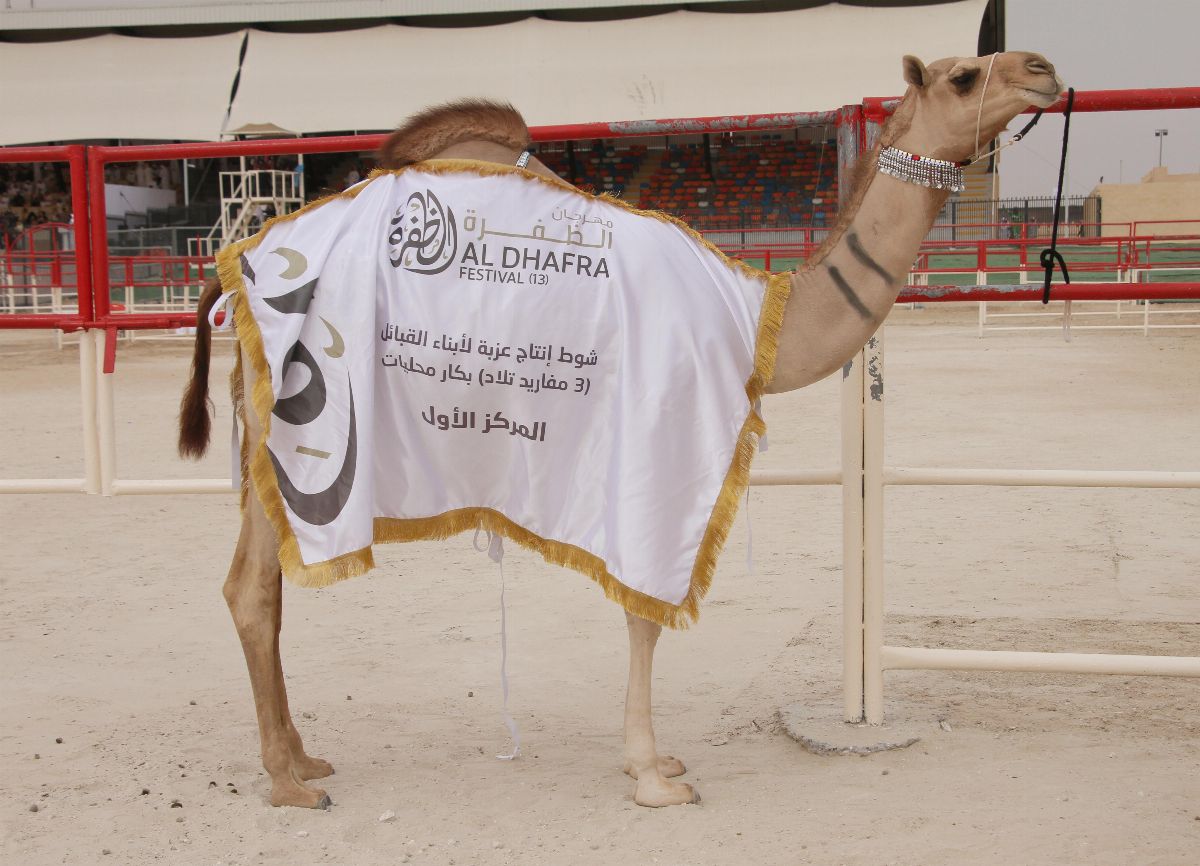 مهرجان الظفرة 2019 بدورته الـ 13 يسلط الضوء على الموروث الثقافي الإماراتي