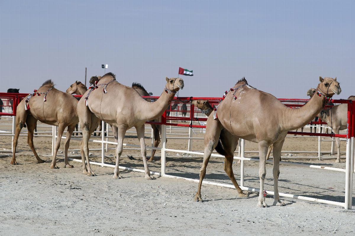 مهرجان الظفرة 2019 يتوج الفائزين في أشواط الشرايا لقايا وإيذاع لأبناء القبائل