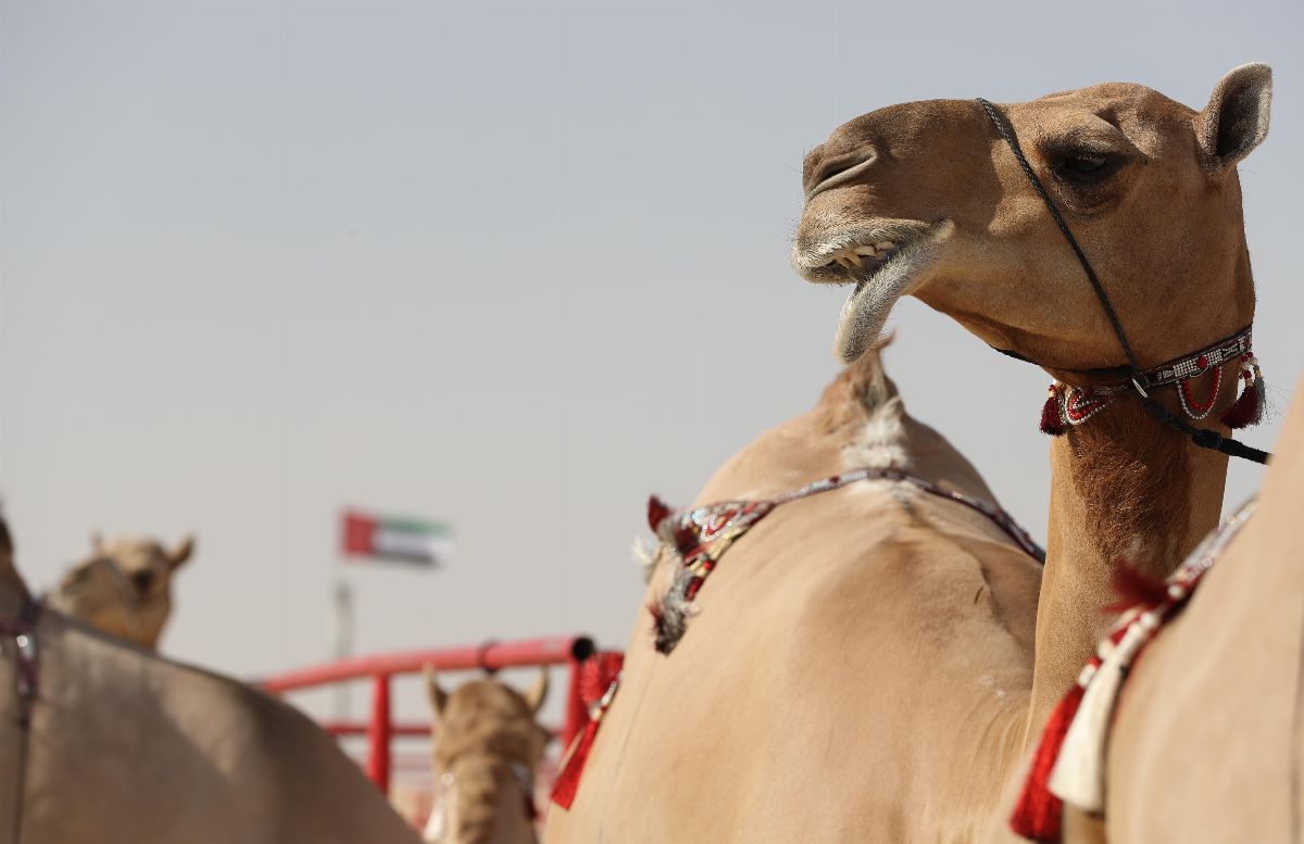 مهرجان الظفرة 2019 يتوج الفائزين في أشواط الشرايا لقايا وإيذاع لأبناء القبائل