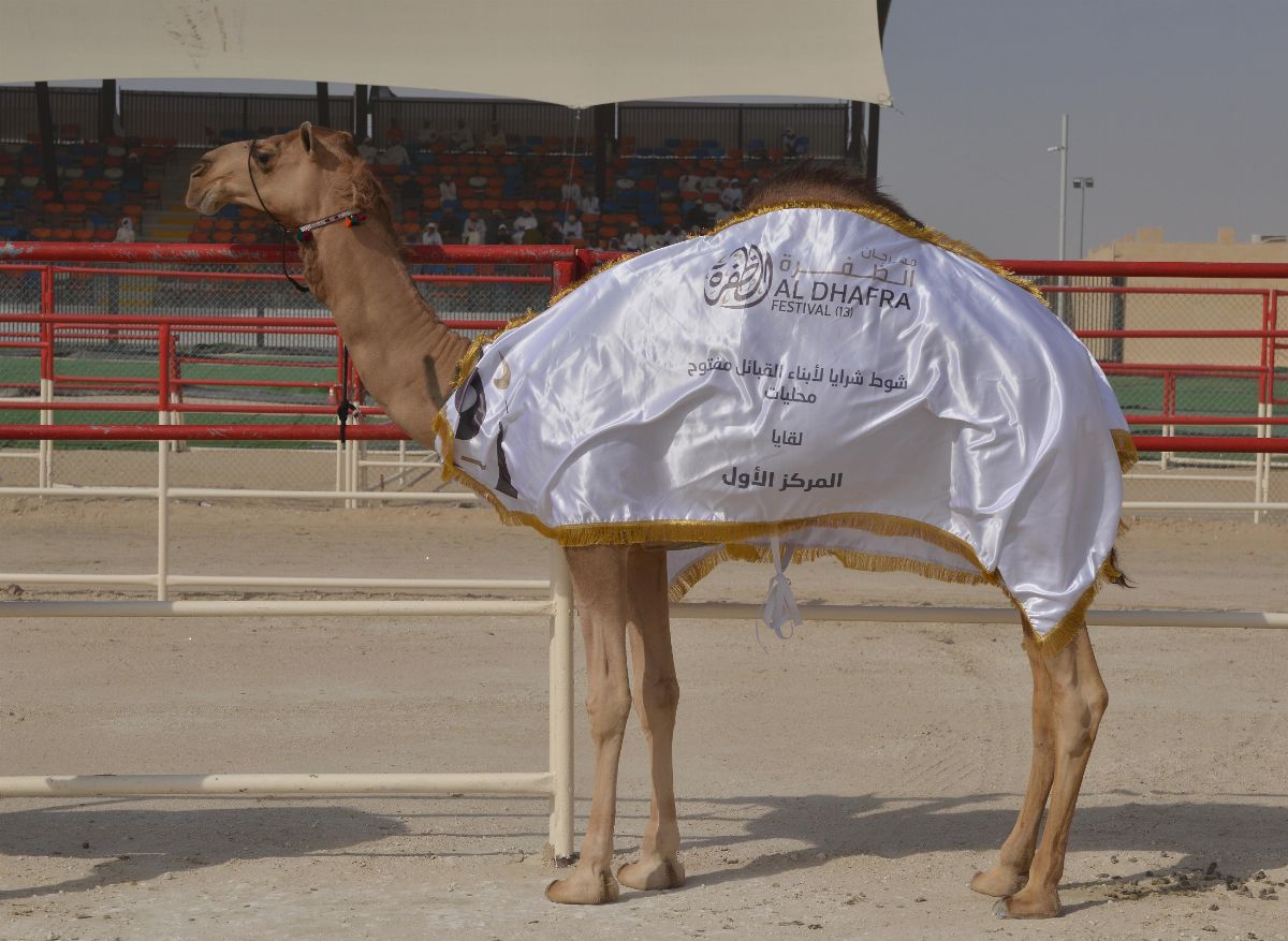 مهرجان الظفرة 2019 يتوج الفائزين في أشواط الشرايا لقايا وإيذاع لأبناء القبائل