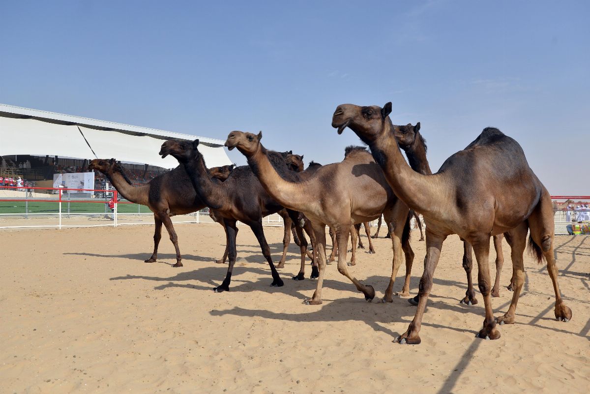 مهرجان الظفرة 2019 يتوج الفائزين في أشواط الشرايا لقايا وإيذاع لأبناء القبائل