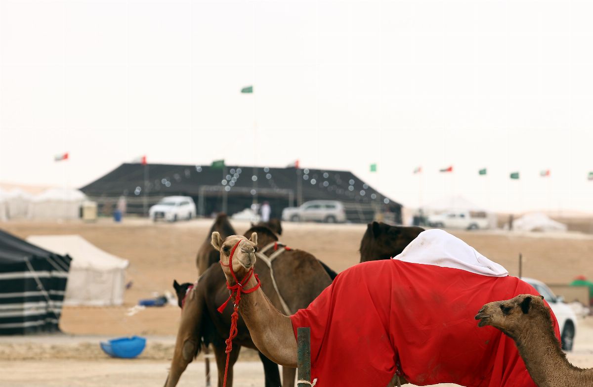 لليوم السادس عشر على التوالي ..المهرجان يختتم فعالياته غداً الأربعاء وسط حضور جماهيري كثيف