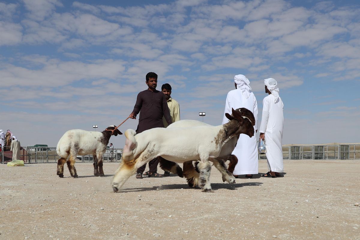 لليوم السادس عشر على التوالي ..المهرجان يختتم فعالياته غداً الأربعاء وسط حضور جماهيري كثيف