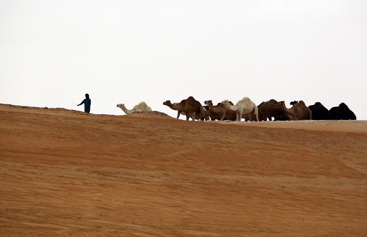 لليوم السادس عشر على التوالي ..المهرجان يختتم فعالياته غداً الأربعاء وسط حضور جماهيري كثيف