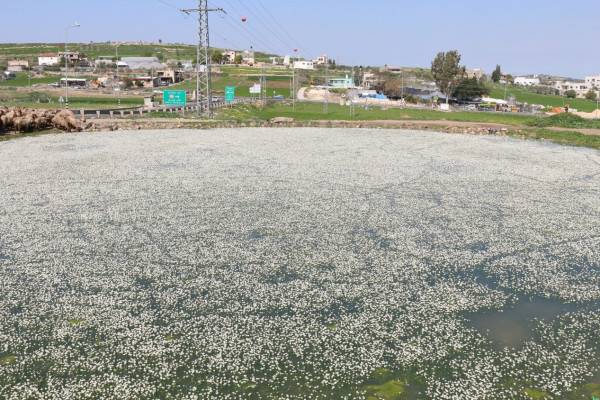 الأتيرة تعلن موقع (بركة عُسكر) منطقة محمية في محافظة قلقيلية